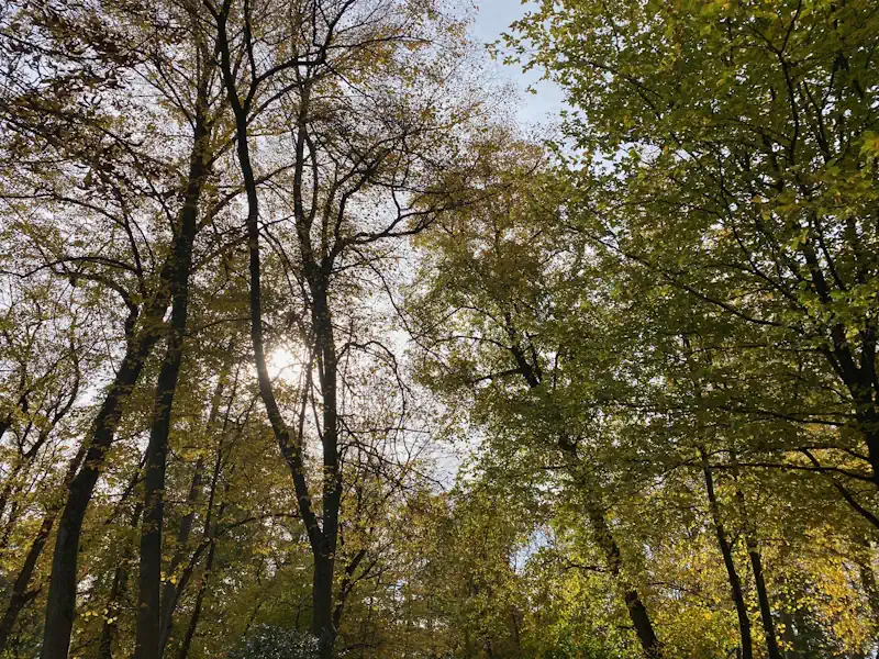 Eine Auszeit im Wald