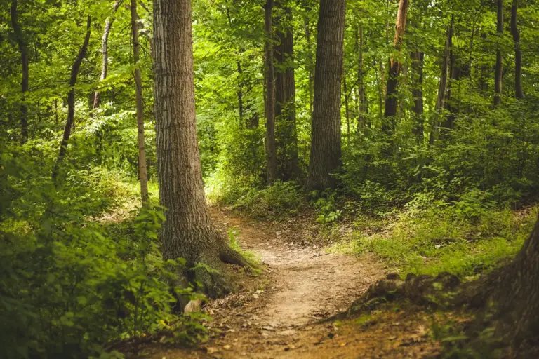 Waldbaden ist eine beliebte Auszeit