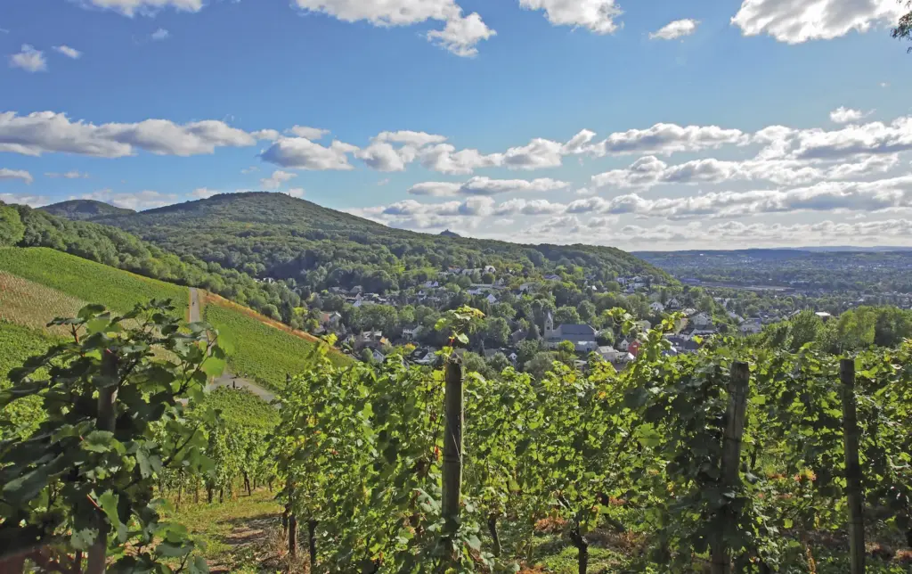 Das Foto zeigt eine Auszeit in den Weinbergen von Oberdollendorf im Siebengebirge