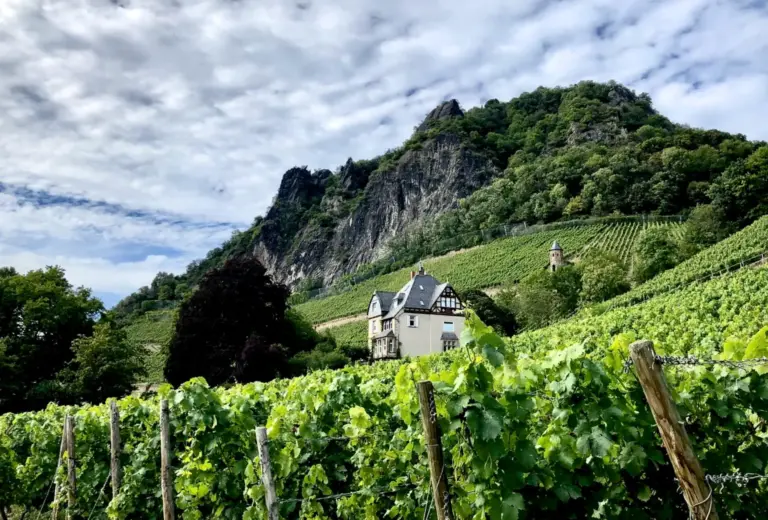 Das Bild zeigt die Weinberge im Bad Honnefer Ortsteil Rhöndorf