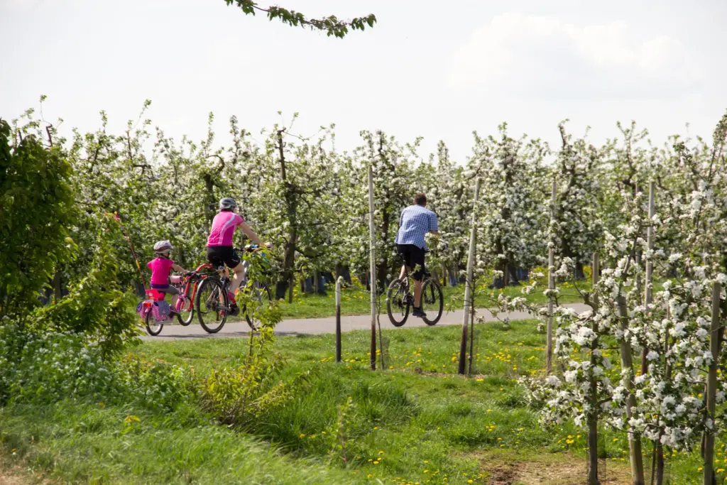 Die Apfelroute in den rheinischen Kulturgärten der Rhein Voreifel: Radfahrende vor blühenden Apfelbäumen